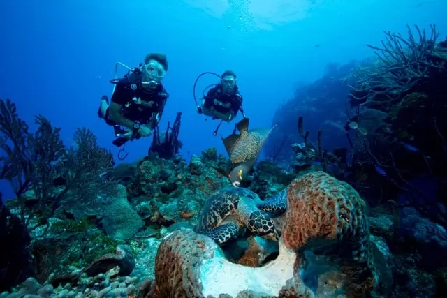 Cayman Scuba Diving & Stay Packages Image 1